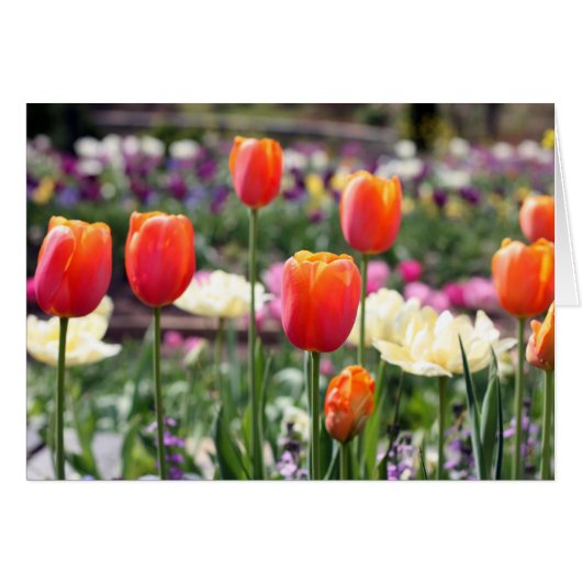 Tulip Rainbow Cards (Front Horizontal)