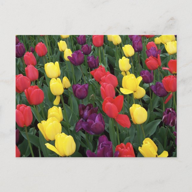 Tulip Rainbow Postcard (Front)