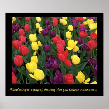 Tulip Rainbow Poster by northwest_photograph at Zazzle