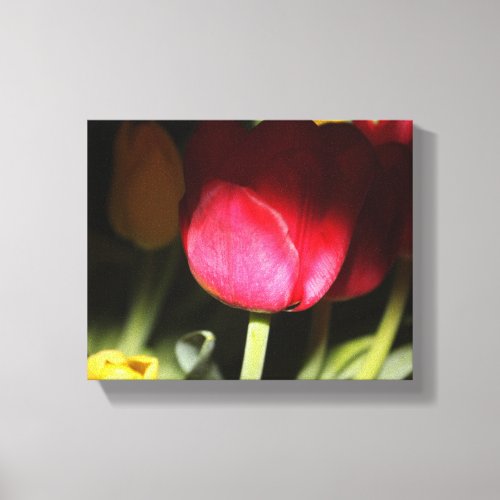 Tulip Red  Yellow Canvas Print