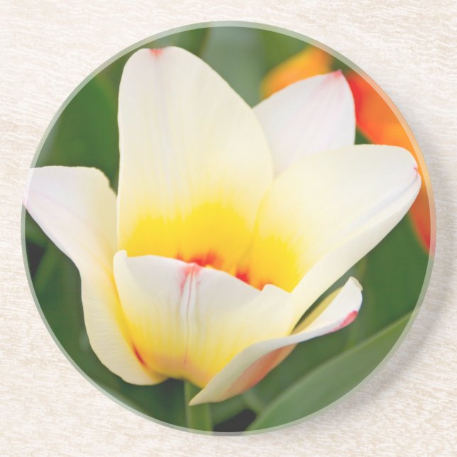 Tulip Sandstone Coaster (Front)