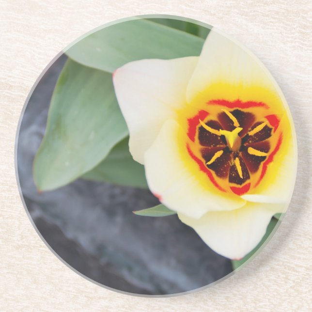 Tulip Sandstone Coaster (Front)