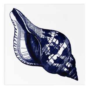 Tulip Seashell in Blue Acrylic Print