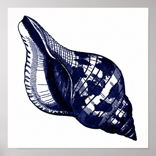 Tulip Seashell in Blue Poster (Front)