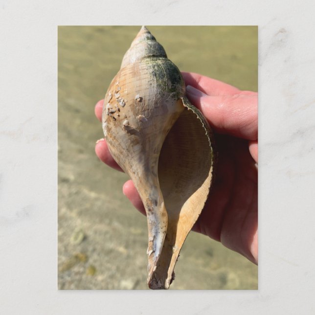 Tulip Shell Florida Marine Wildlife Photography  Postcard (Front)