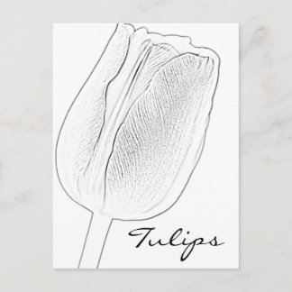 Tulip Sketch Postcard