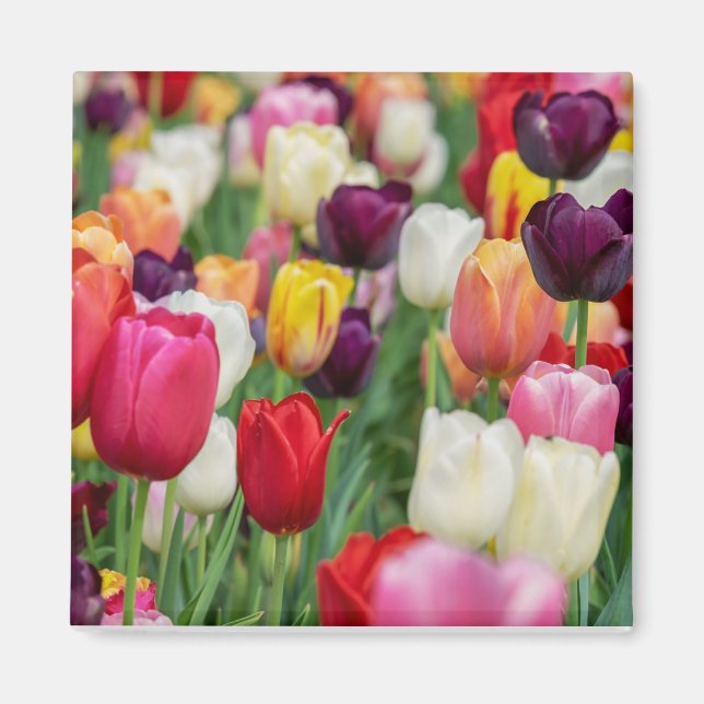 Tulip Spring Flowers Garden Floral Yellow Pink Red Magnet (Front)