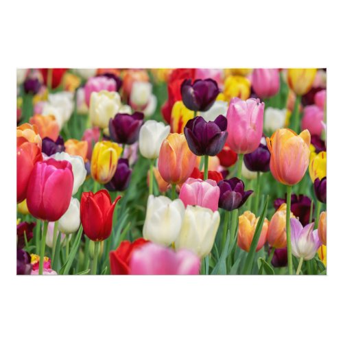 Tulip Spring Flowers Garden Floral Yellow Pink Red Photo Print