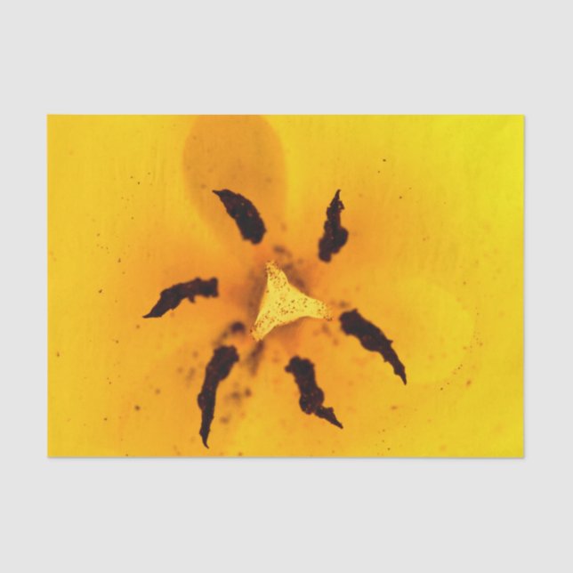 Tulip stamen and pollen tissue paper (Front)