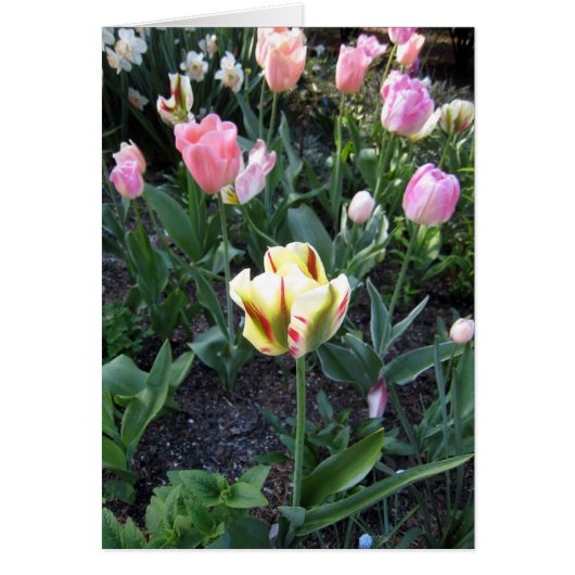 Tulip Stand Out In Crowd Cards (Front)