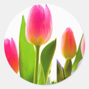 Tulip Sticker
