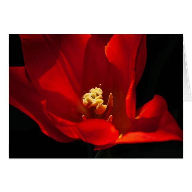 Tulip Synaeda Orange Cards (Front Horizontal)