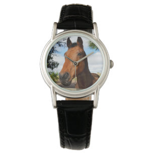 Tulip The Brown Bay Horse, Watch