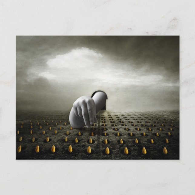 Tulip thief 2013 postcard (Front)