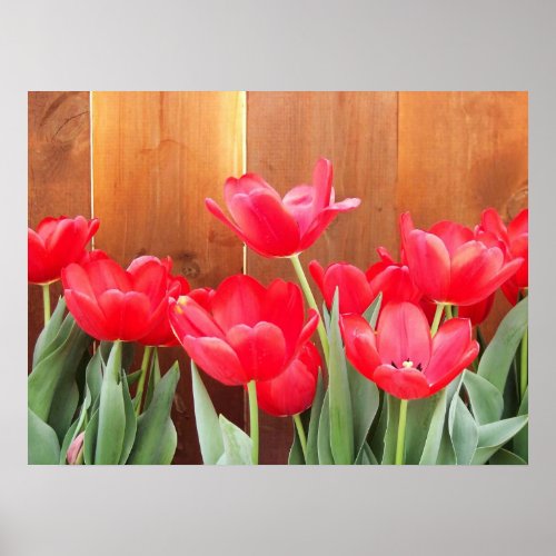 Tulip Time Poster