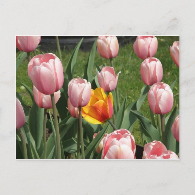 Tulip Treasure Postcard (Front)