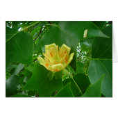 Tulip tree (Front Horizontal)