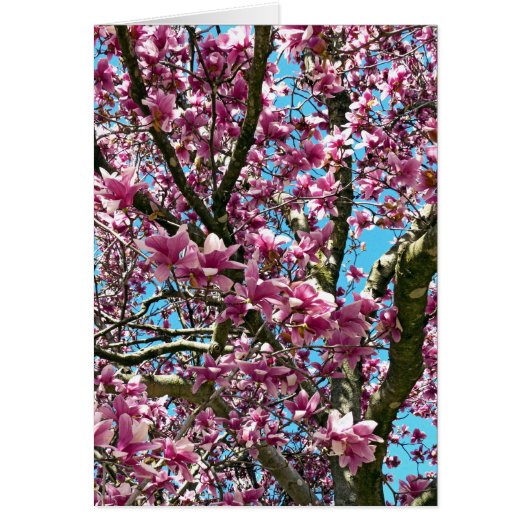 Tulip Tree Cards (Front)