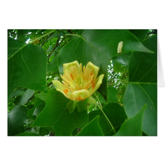 Tulip tree cards (Front Horizontal)