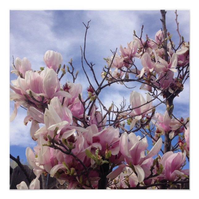 Tulip Tree Flowers Poster (Front)