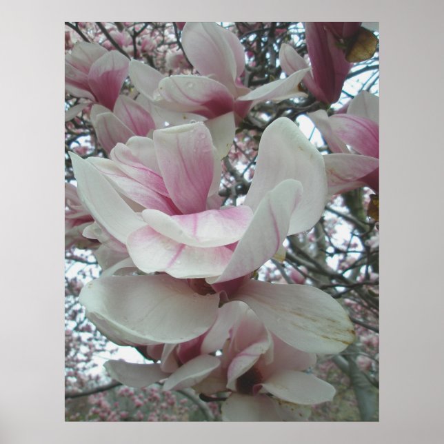 Tulip Tree Poster (Front)