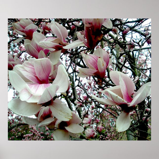 Tulip Tree Poster #2 (Front)
