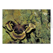 Tulip-tree silk moth (Front Horizontal)