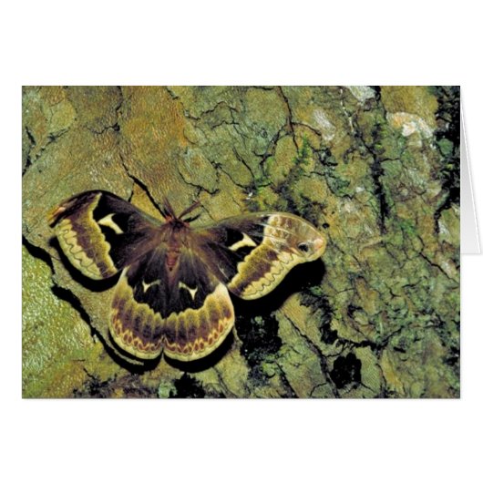 Tulip-tree silk moth (Front Horizontal)