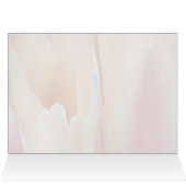 Tulip Tulip Cards (Inside Horizontal (Top))