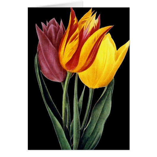 Tulip (Tulipa Gesneriana) Cards (Front)