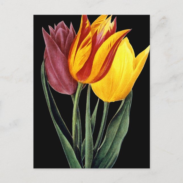 Tulip (Tulipa Gesneriana) Postcard (Front)