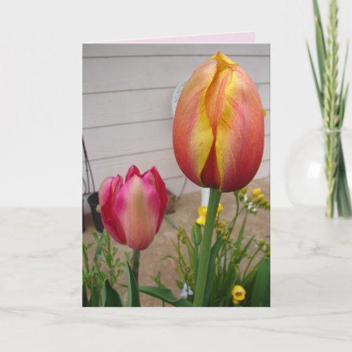 Tulip Tulips Red Pink Flower Floral Birthday Card