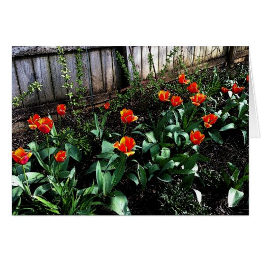 Tulip Watercolor Cards (Front Horizontal)