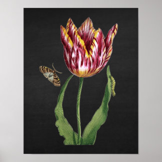 Tulip with Black Chalkboard Image Background no.1 Poster