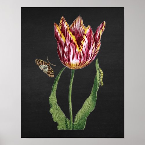 Tulip with Black Chalkboard Image Background no1 Poster