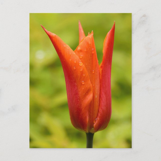 Tulip with water droplets 1 postcard (Front)