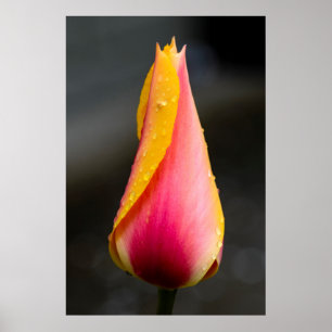 Tulip with water droplets 2 poster