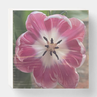 Tulip Wooded Box Sign with Original Photograph – R