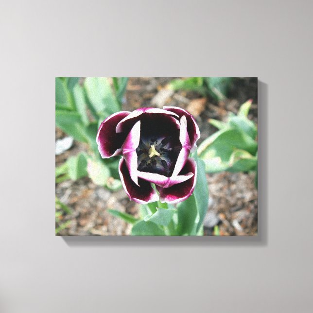 Tulip Wrapped Canvas Print (Front)