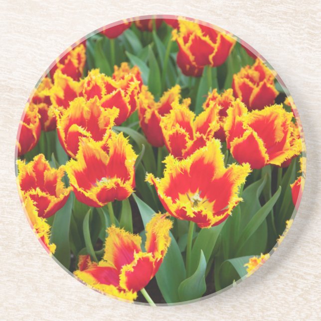 Tulipa Fabio, Keukenhof, Netherlands Drink Coaster (Front)