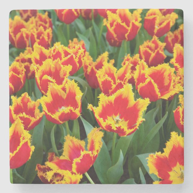 Tulipa Fabio, Keukenhof, Netherlands Stone Coaster (Front)