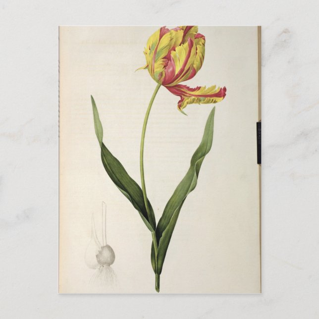 Tulipa gesneriana dracontia, from 'Les Postcard (Front)