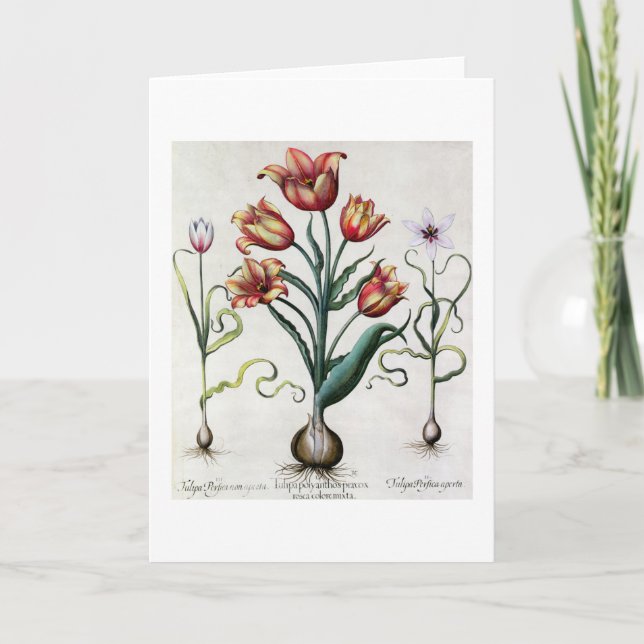 Tulipa Perfica non aperta, Tulipa Polyanthos Praco Card (Front)