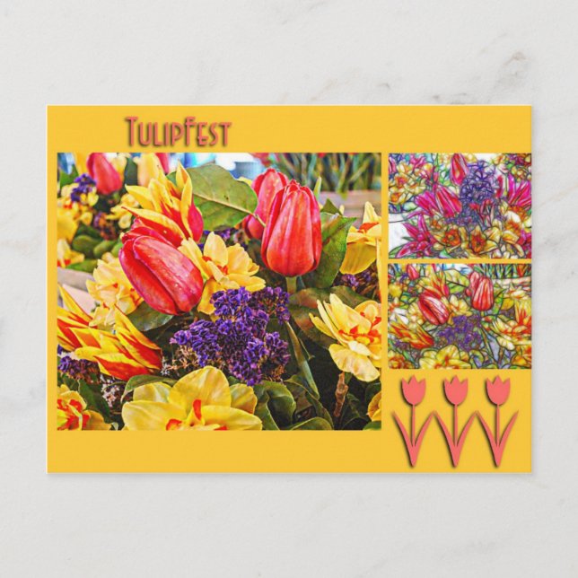 Tulipfest Tulip Postcard Spring Flowers (Front)