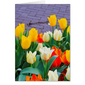 Tulips (Front)