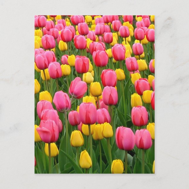 Tulips 1 Postcard (Front)