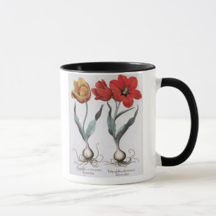 Tulips: 1.Tulipa globosa serotina cinnabrio colore Mug