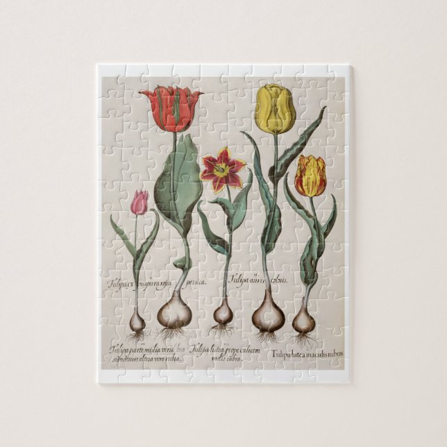 Tulips: 1.Tulipa lutea maculis rubens; 2.Tulipa au Jigsaw Puzzle (Vertical)