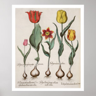 Tulips: 1.Tulipa lutea maculis rubens; 2.Tulipa Poster