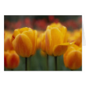 Tulips 2 (Front Horizontal)